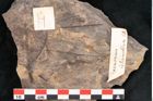 Foto (Objekt + Etikett) von Laurophyllum tenuinerve Ettingshausen (NHMW-GEO-2024-0188-10150a)
